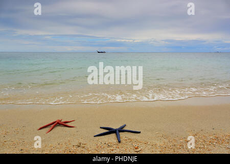 Two starfish lying on sandy beach Stock Photo