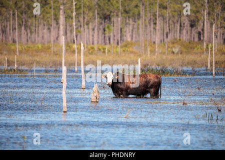 Herd of cattle travel through a marsh in Louisiana Stock Photo