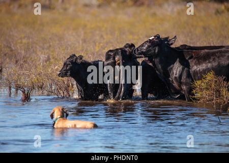 Herd of cattle travel through a marsh in Louisiana Stock Photo