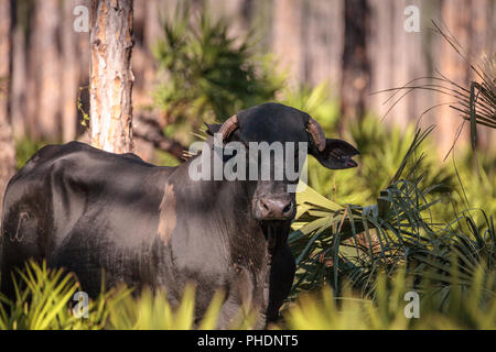 Herd of cattle travel through a marsh in Louisiana Stock Photo