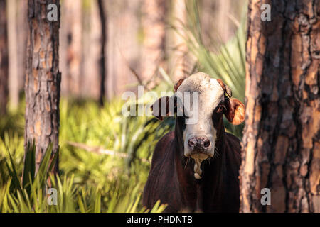 Herd of cattle travel through a marsh in Louisiana Stock Photo