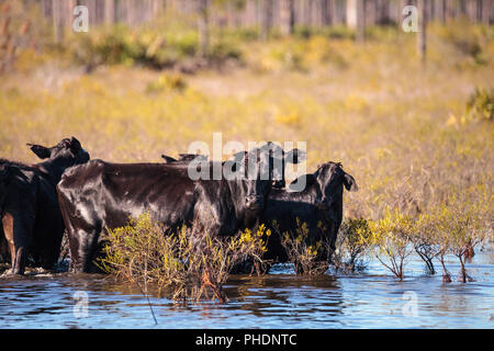 Herd of cattle travel through a marsh in Louisiana Stock Photo