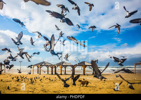 Large flock of pigeons taking off in  fright Stock Photo
