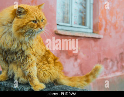 Red cat with green eyes Stock Photo