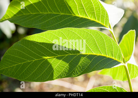 beautiful clean new walnut leaves in the spring season, dense vegetation in the garden or walnut grove Stock Photo