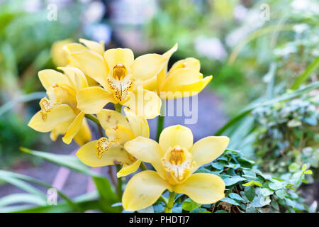 Purple orchids in a tropical forest Stock Photo