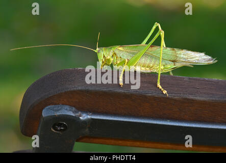 great green bush cricket; bushcricket; Stock Photo