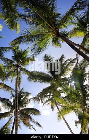 Bottom view of coconut palms. Saona island beach. Dominican Republic Stock Photo