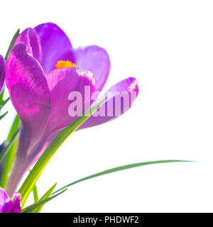 First spring flowers - bouquet of purple crocuses Stock Photo