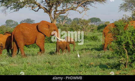 Elephants in Kenya Stock Photo