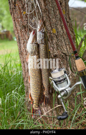 Rod stringer hi-res stock photography and images - Page 2 - Alamy