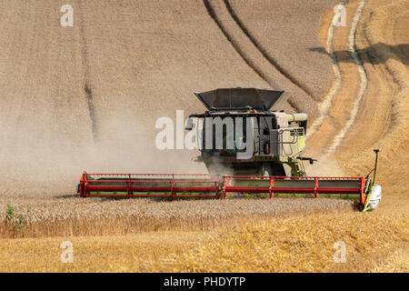 Combine harvester cutting a crop of wheat on farmland in North Yorkshire, England. Stock Photo