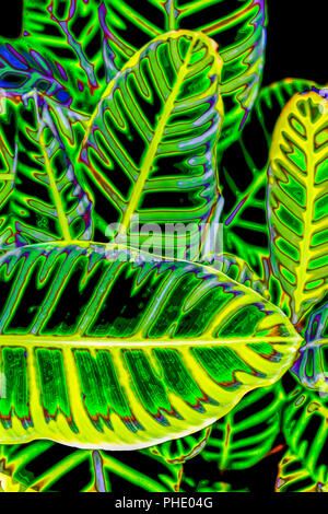 Digital image: Converted from photograph - Costa Rica Leaf - abstract Stock Photo