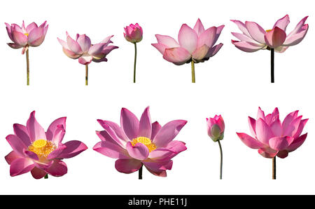 lotus flower blooming stages
