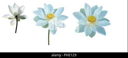 Collection set fresh white lotus petal flowers isolated on white background. Close focus of beautiful white lotus flowers isolated is blooming Stock Photo