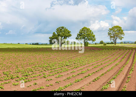 Potato cultivation on a field in the countryside Stock Photo