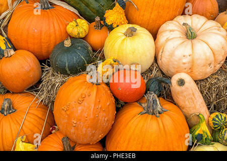 Dsplay of fall gourds and pumpkins on bales of straw or hay. Stock Photo