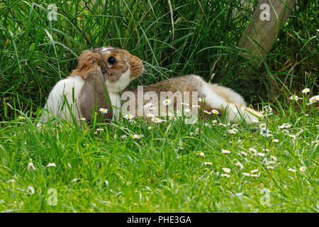 Lop-eared Rabbit Stock Photo