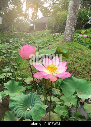 Flower of a pink lotus on a background of a tropical jungle Stock Photo