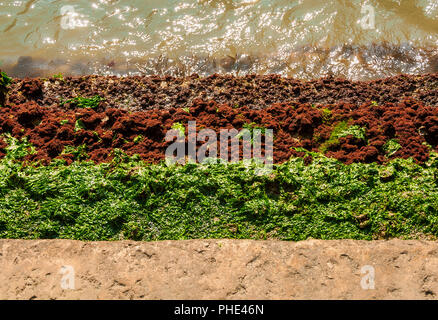 Seaweed or algae on ancient steps along Venice canal as background Stock Photo