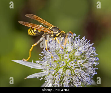 European paper wasp Polistes dominulus Stock Photo