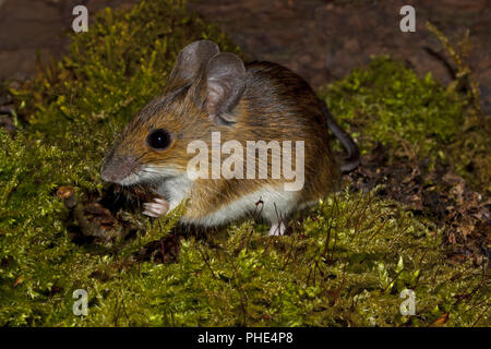 European wood mouse   Apodemus sylvaticus Stock Photo