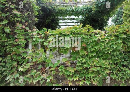 Overgrown garden pergola Stock Photo