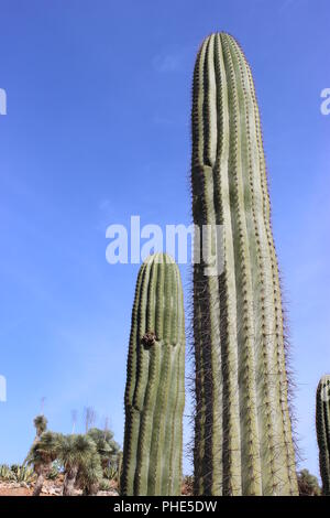 Columnar cacti Stock Photo