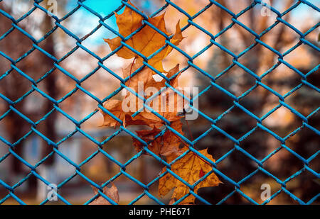 Dry maple leaves on a grid of fencing of a sunny day Stock Photo