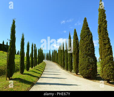 Road on hill with cypress trees in Tuscany Stock Photo