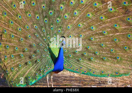 Peacock with Feathers Out Stock Photo
