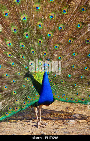 Peacock with Feathers Out Stock Photo