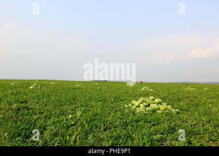 Watermelon in a field at Rangabali in Patuakhali district, Bangladesh ...