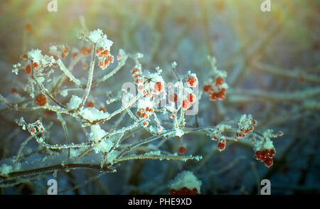 Red berries of viburnum with hoarfrost Stock Photo