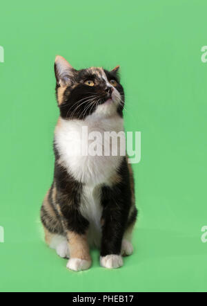 Beautiful three-colored cat on green background