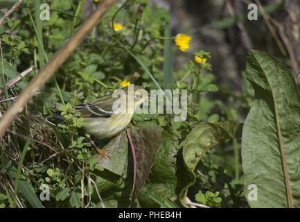 Blackpoll Warbler, Island Corvo, Azoren, Portugal Stock Photo