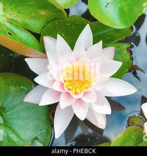 White flower- water lilly Stock Photo