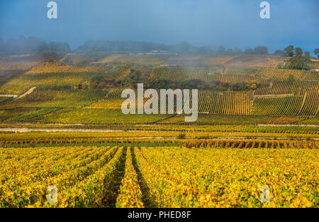 Vineyards in the foggy autumn morning, Burgundy, France Stock Photo