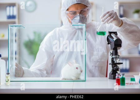 Scientist doing animal experiment in lab with rabbit Stock Photo