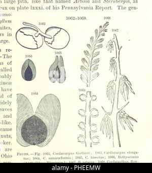 Image  from page 683 of '[Manual of Geology treating of the principles of the science with special reference to American geological history . Revised edition.]' . Stock Photo