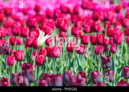 Many dark red tulips Stock Photo