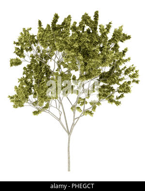norway maple tree isolated on white background Stock Photo