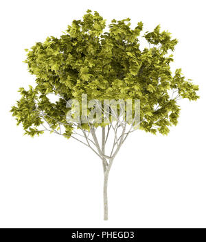 norway maple tree isolated on white background Stock Photo