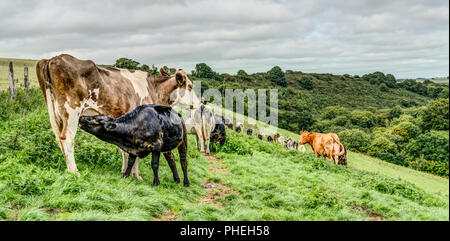 A black calf suckling his brown and white mother while the rest of the herd move on to fresh grazing on sloping lush green grass at a Cornish farm. Stock Photo