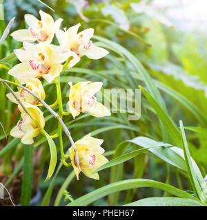 Purple orchids in a tropical forest Stock Photo