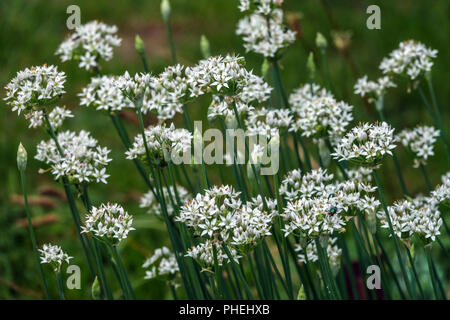 Allium ramosum, Fragrant-flowered Garlic, Chinese chives Stock Photo