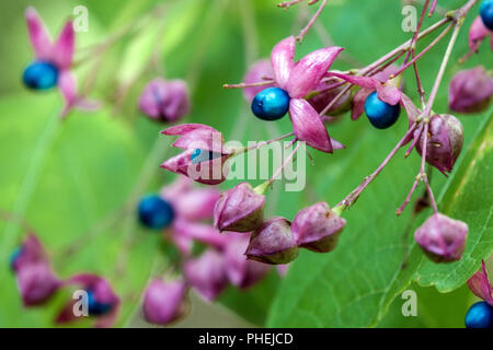 Clerodendrum trichotomum ' Fargesii ', Harlequin glorybower, Glorytree, Peanut butter tree Stock Photo