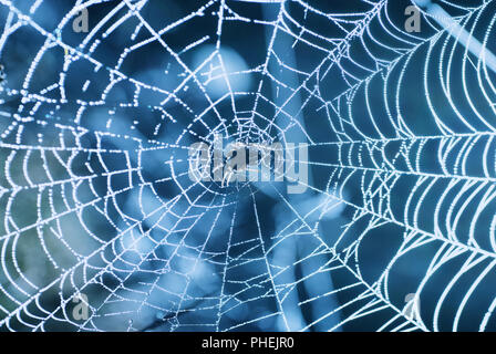 Spider web with shiny blue drops Stock Photo