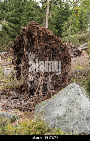 In a storm uprooted tree - closeup environmental damage Stock Photo