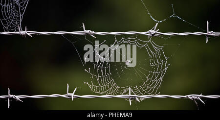barbed wire and spider web, Bruehl, North Rhine-Westphalia, Germany, Europe Stock Photo